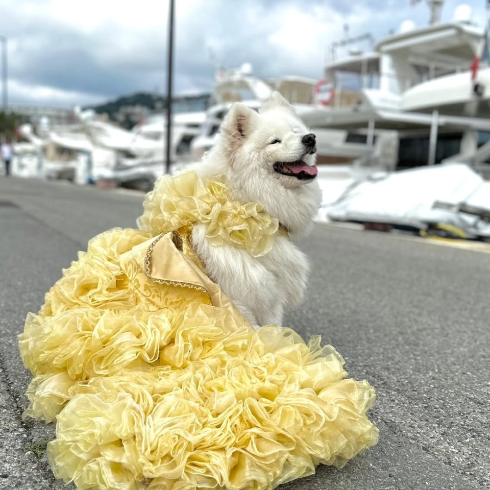 2024 年出席受邀參加康城影展