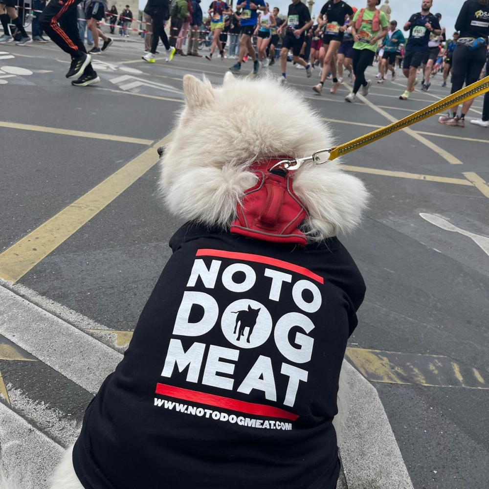 Felicity 成動物權益的象徵