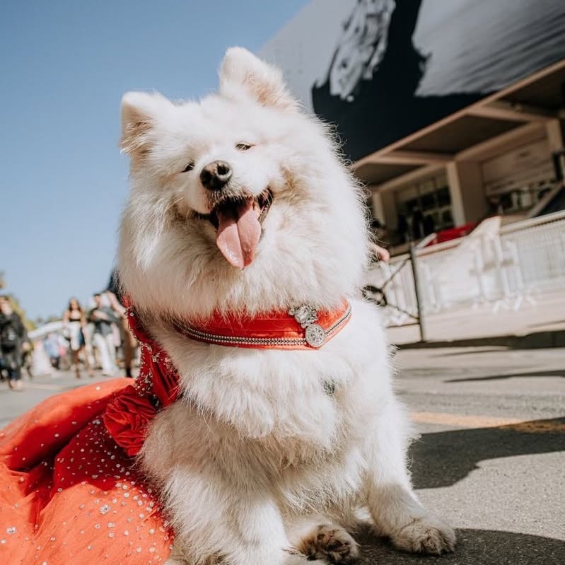 自 2023 年初次現身紅毯以來,Felicity 已經連續三年成為康城的一道獨特風景線