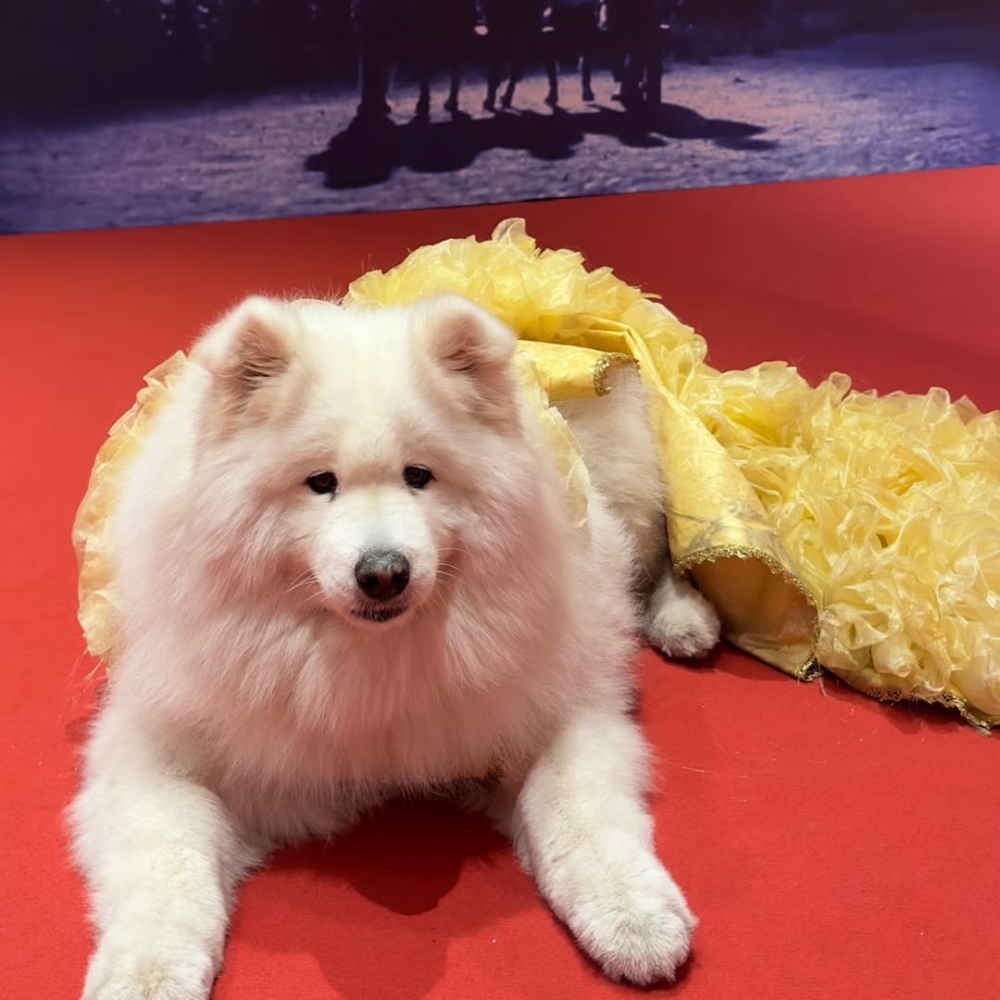 2024 年出席受邀參加康城影展