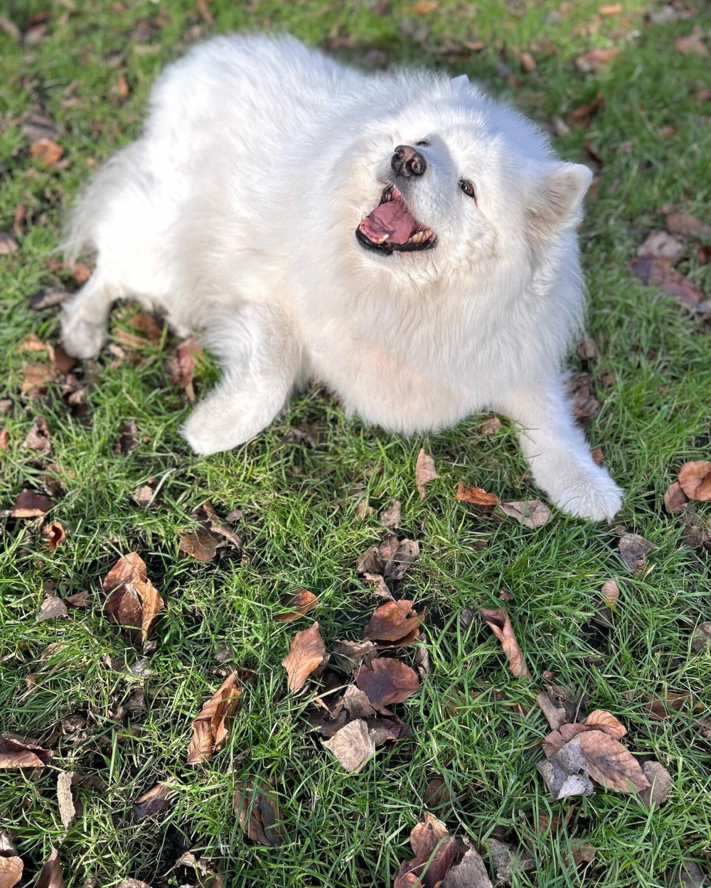 「拒絕狗肉」的創始人Julia De Cadenet希望透過傳播Felicity 的故事,提高人們對狗肉貿易的認識,並幫助終結這種貿易。