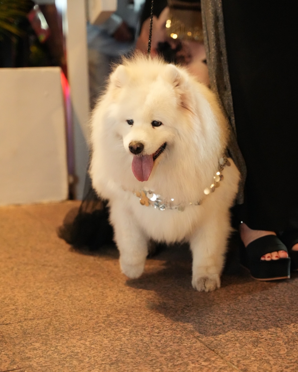 Felicity 曾由英國動物保護慈善機構 NoToDogMeat 救出