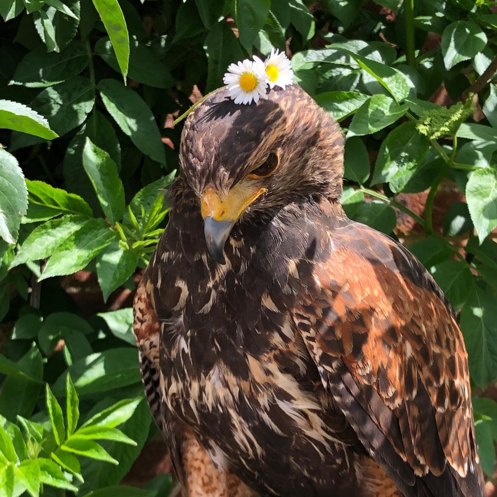 2012年，Rufus曾經「離奇失蹤」三天