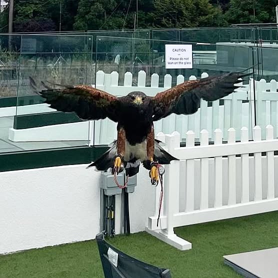 Rufus不只是「臨時工」，而是一整年都在溫布頓服務的正式「員工」