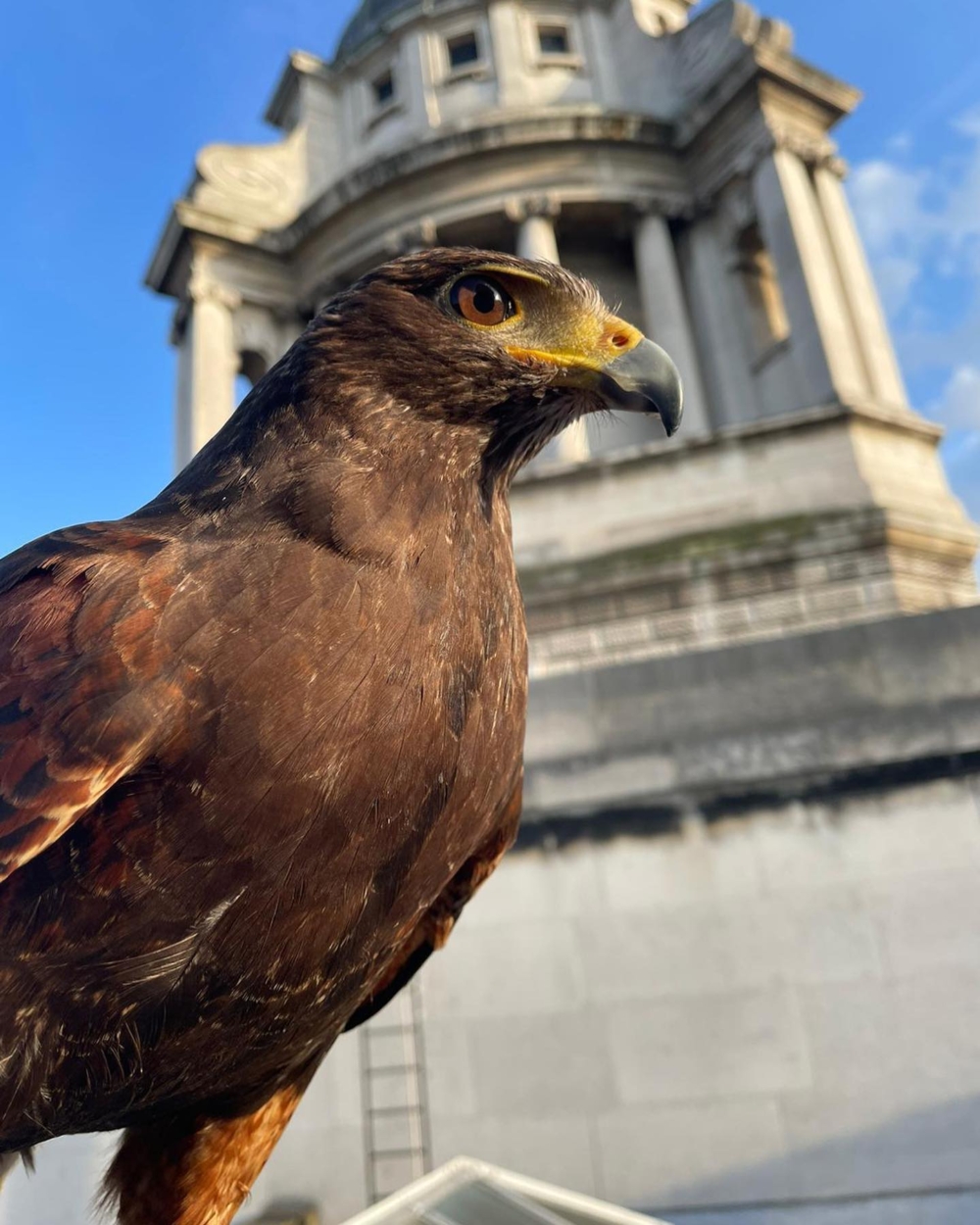 許多觀眾在電視轉播中或許會錯過Rufus的身影，因為他總是在賽事開始前完成勤務
