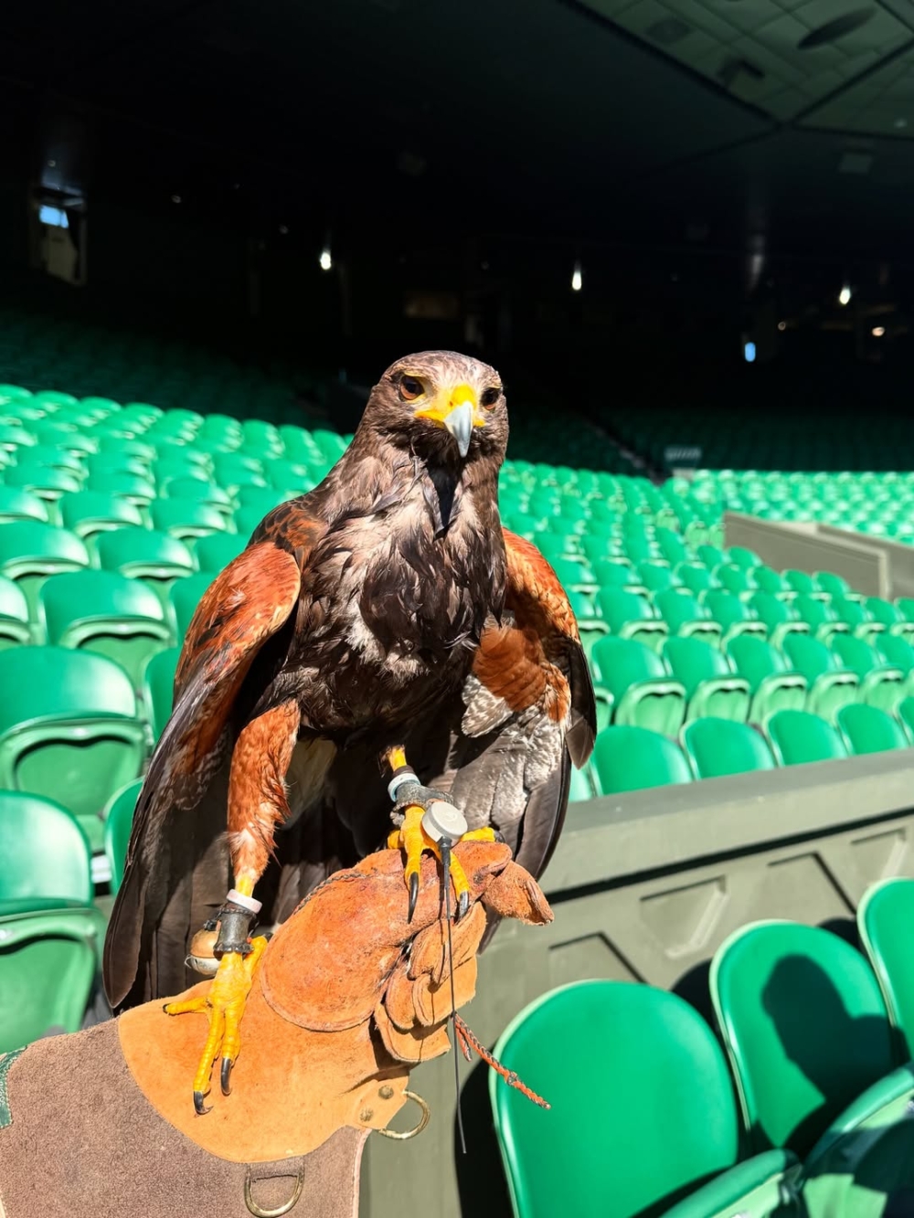 Rufus的社群帳號也累積了大批粉絲，球迷們會搶著拍下牠在天空盤旋的模樣