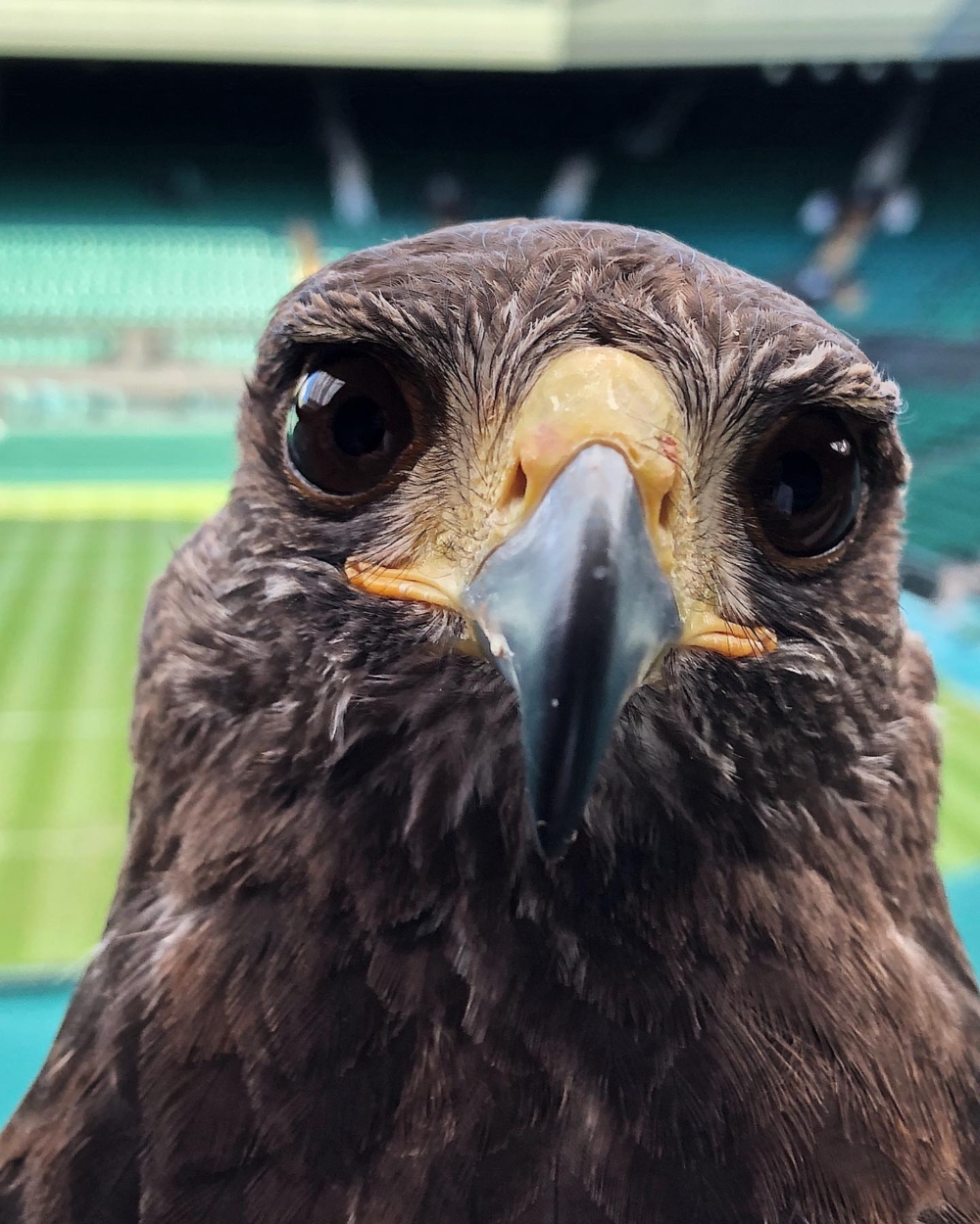 Rufus是目前的場地守護者