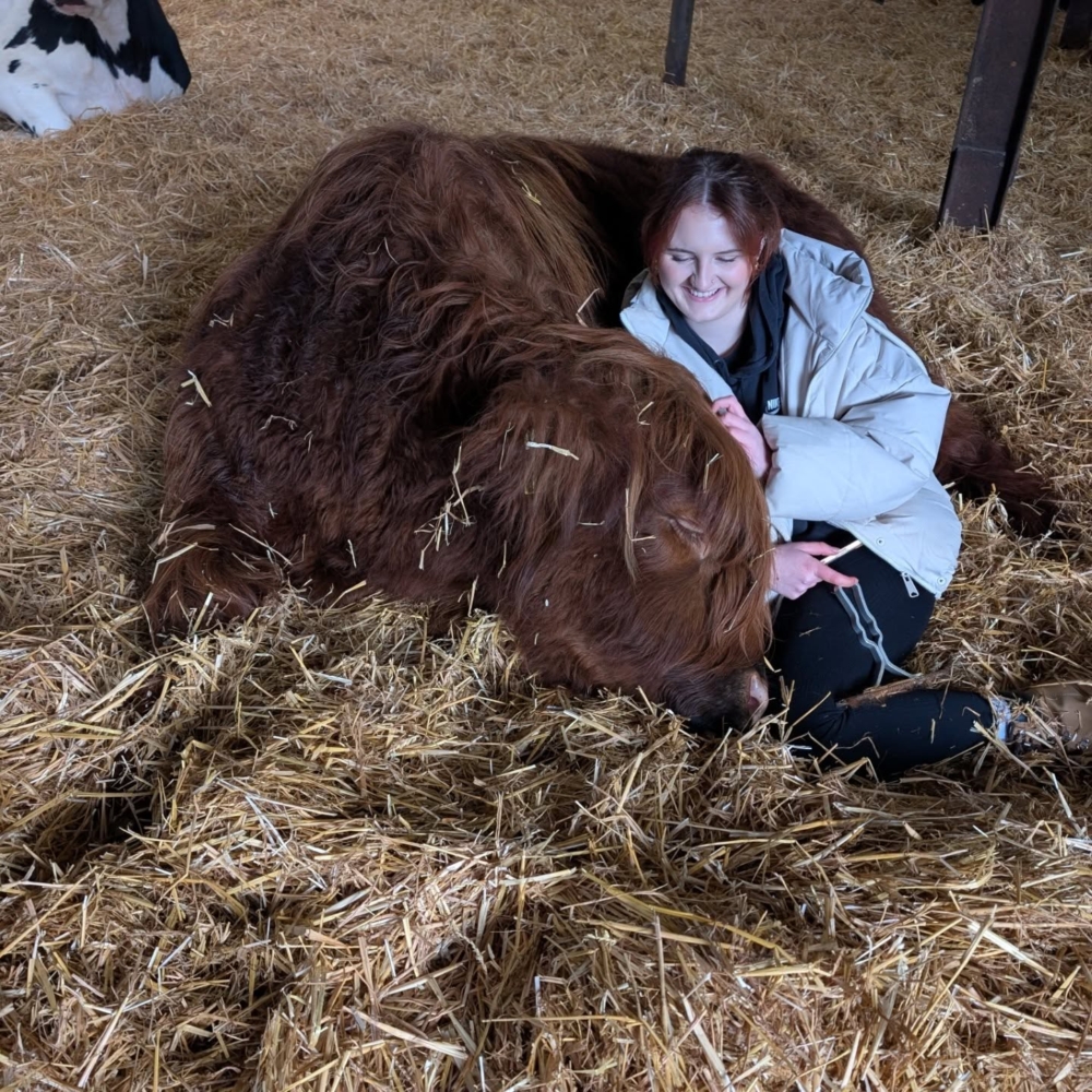 如今的主角，是一群毛茸茸、眼神溫柔的高地牛（Highland cow）