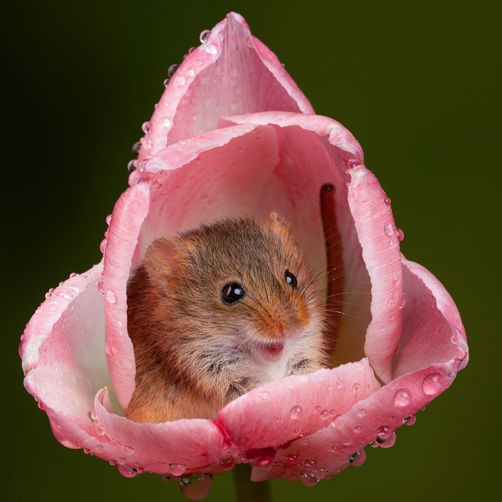 體型小巧的生物，穿梭在草叢與花間，在他的作品裡展現出溫柔。