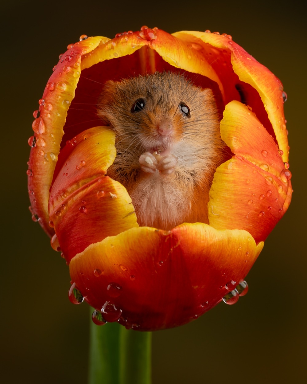 英國攝影師Miles Herbert以溫柔的視角捕捉田野鼠。