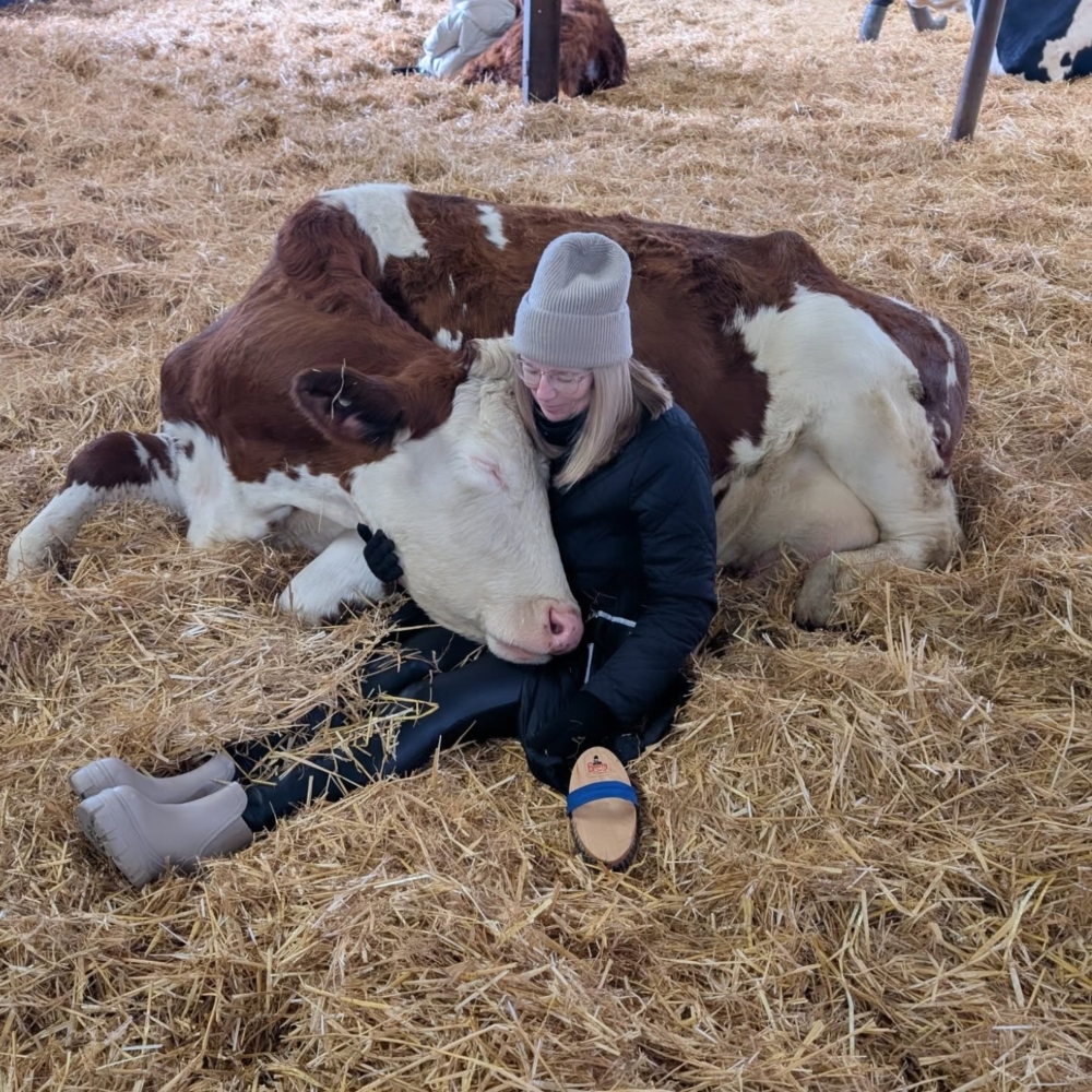 遊客只要花費 95 英鎊，就能體驗兩小時前所未有的「抱牛之旅」