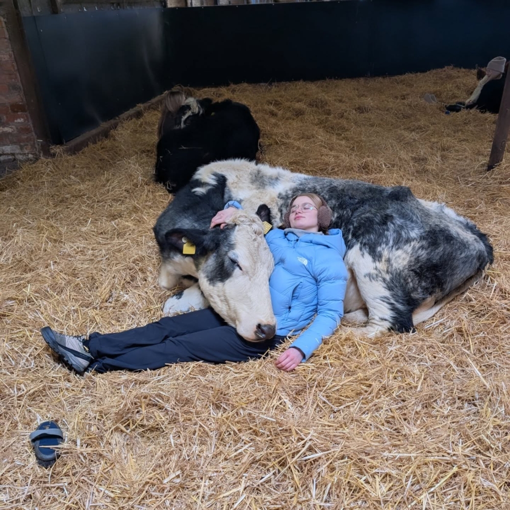 遊客只要花費 95 英鎊，就能體驗兩小時前所未有的「抱牛之旅」