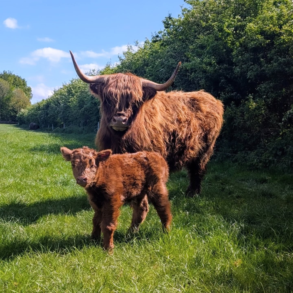 這座擁有半世紀歷史的牧場，曾經見證過無數個日出日落下的擠奶時光