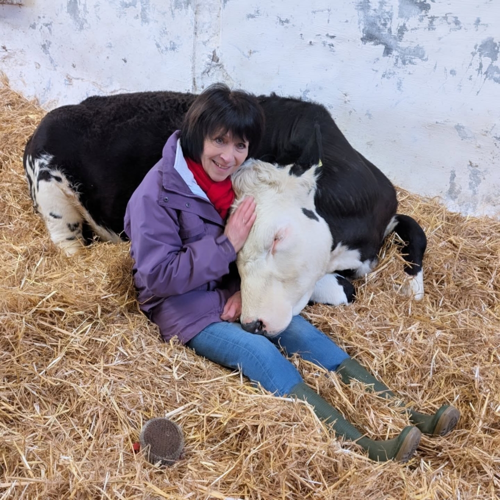 擁抱牛這件事，得看牠願不願意配合。為了打造出真正療癒、對牛也友善的體驗