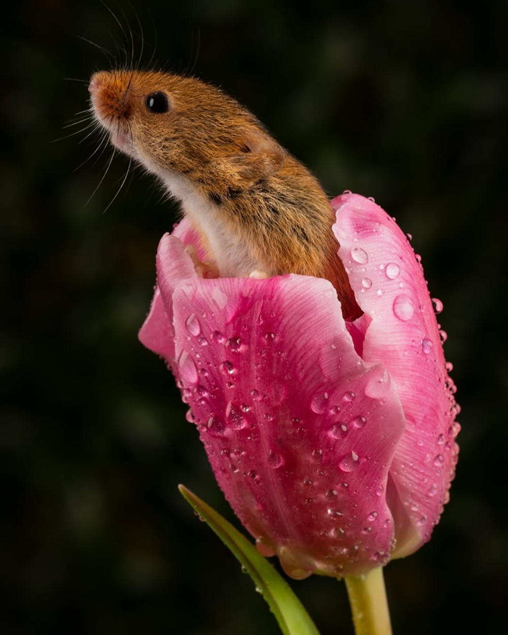 田野鼠的靈動與純真，不僅為影像增添童話氣息，更在無形中療癒了人心。