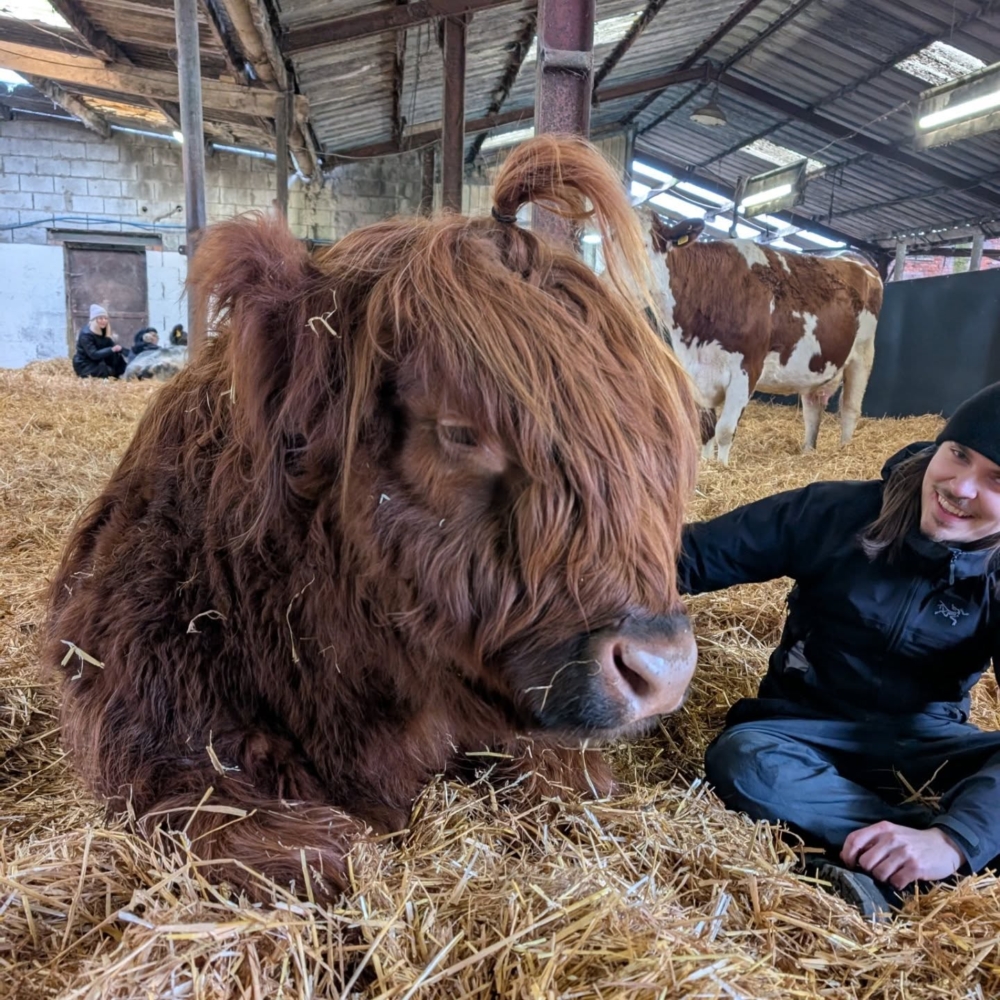 牠們頂著彎曲長角，身披從火紅到墨黑的長毛，彷彿是從童話森林裡走出來的巨型玩偶