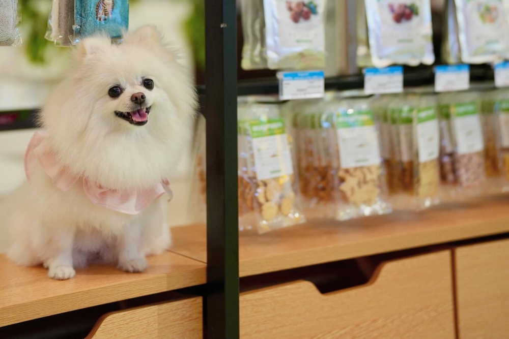 這款看似低調的品牌，反而成為許多飼主眼中的「真正實用」的選擇