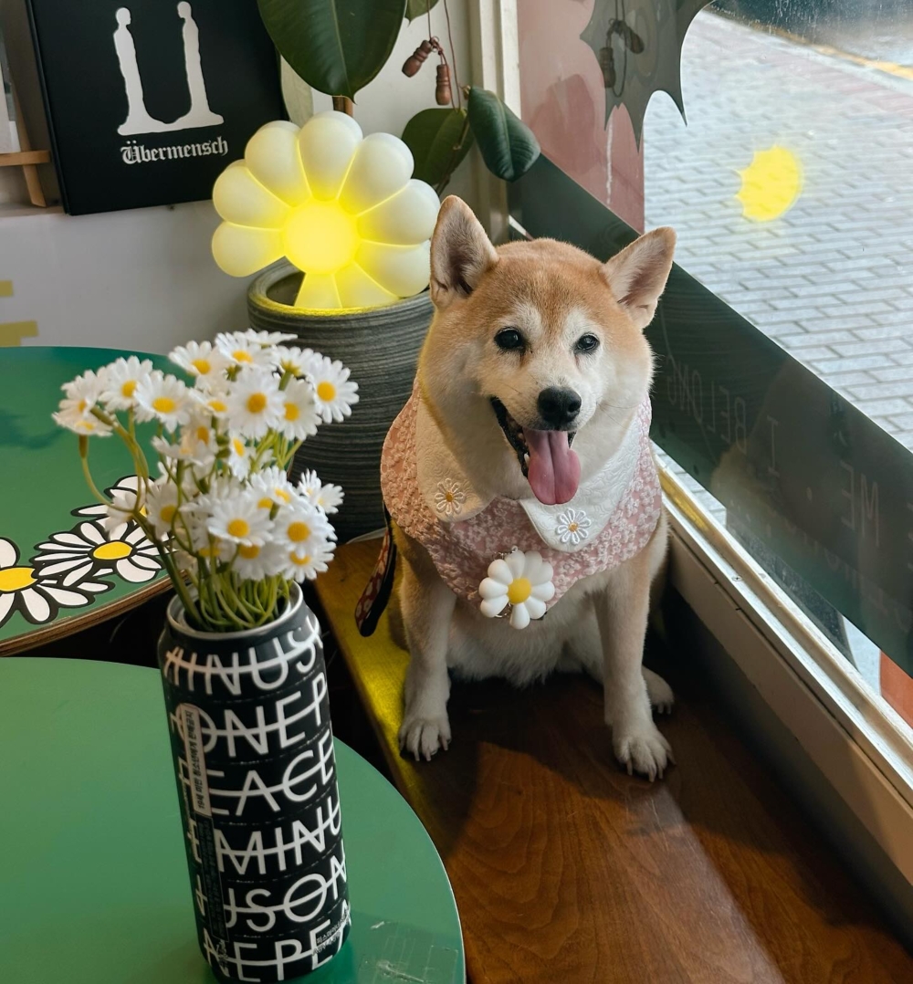 店內外也佈滿了各種雛菊裝飾