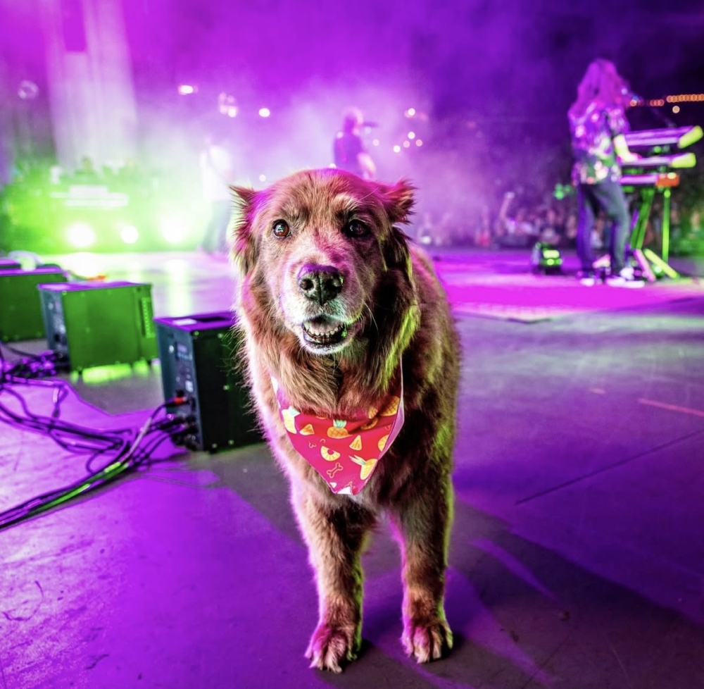 Cocoa牠時常在演出中走上舞台、穿梭人群。