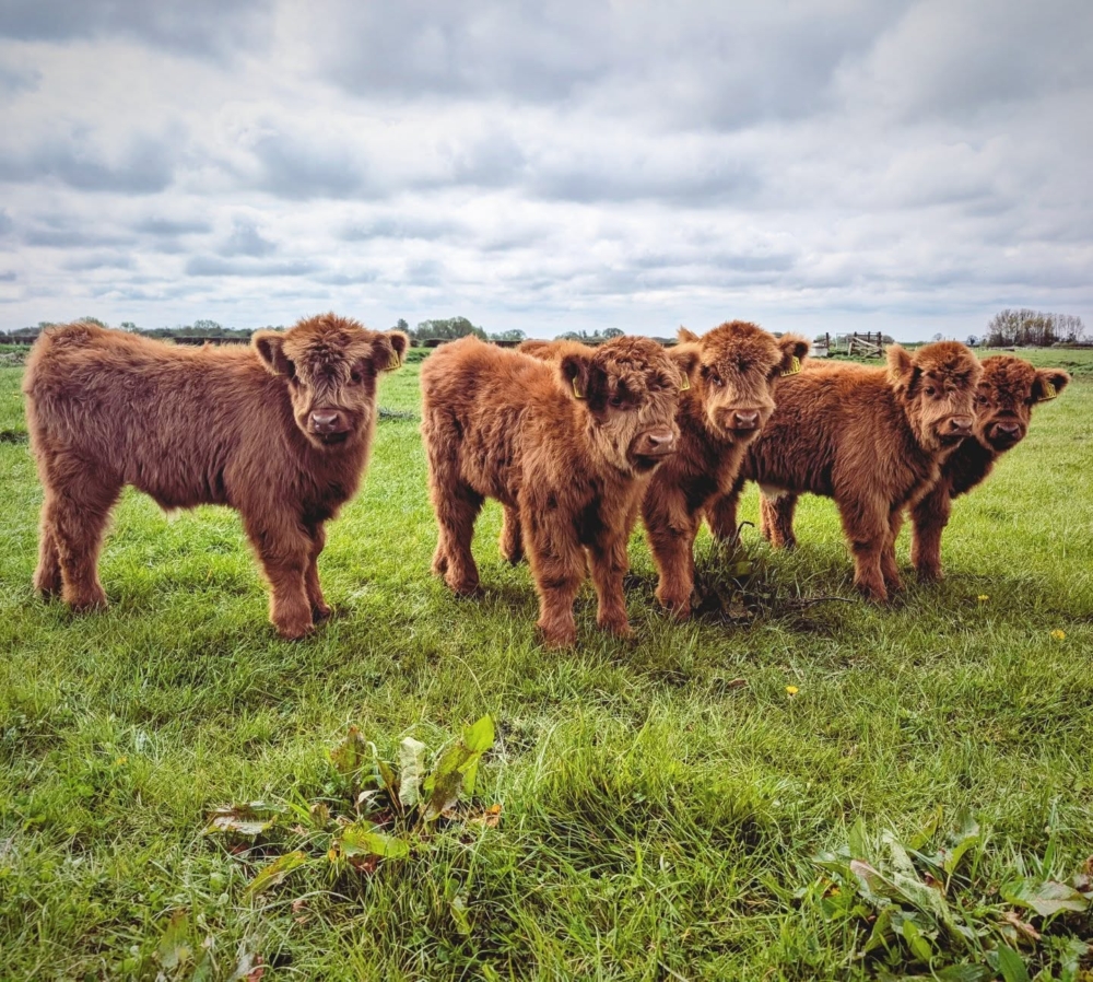 由於連年的水災將作物沖刷殆盡,再加上乳品市場價格持續低迷,遠遠無法彌補災害帶來的損失