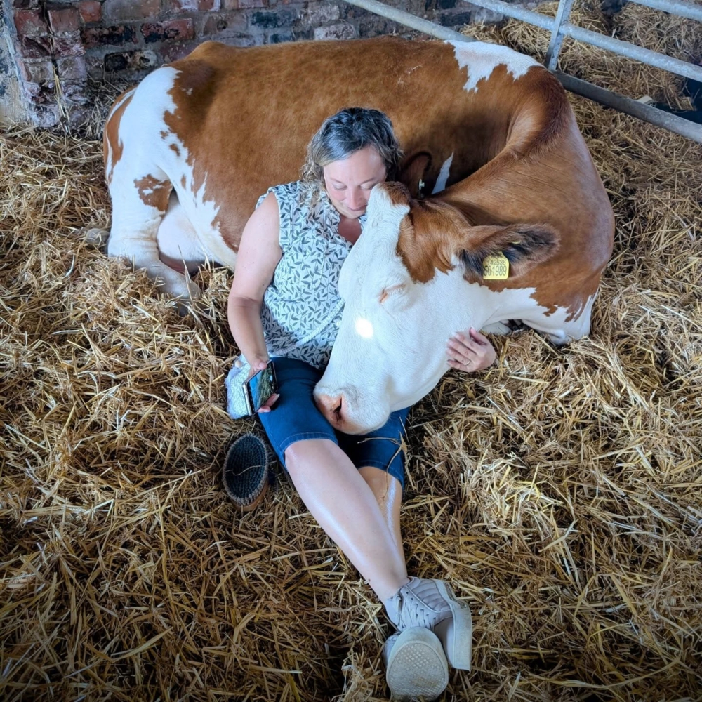 來到英國東約克郡的鄧布牧場（Dumble Farm）體驗最熱門的「牛的抱抱」