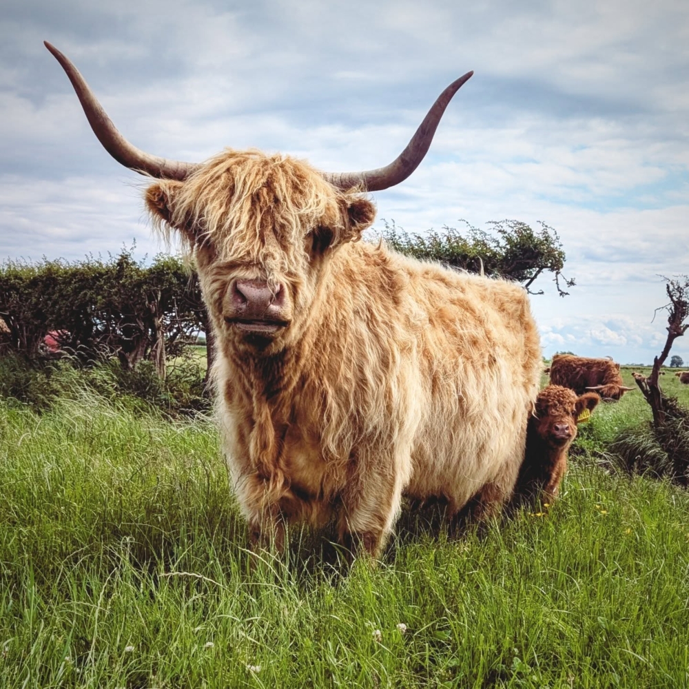 這種活動起源於荷蘭的鄉村地區，從歐洲到美國，再到亞洲