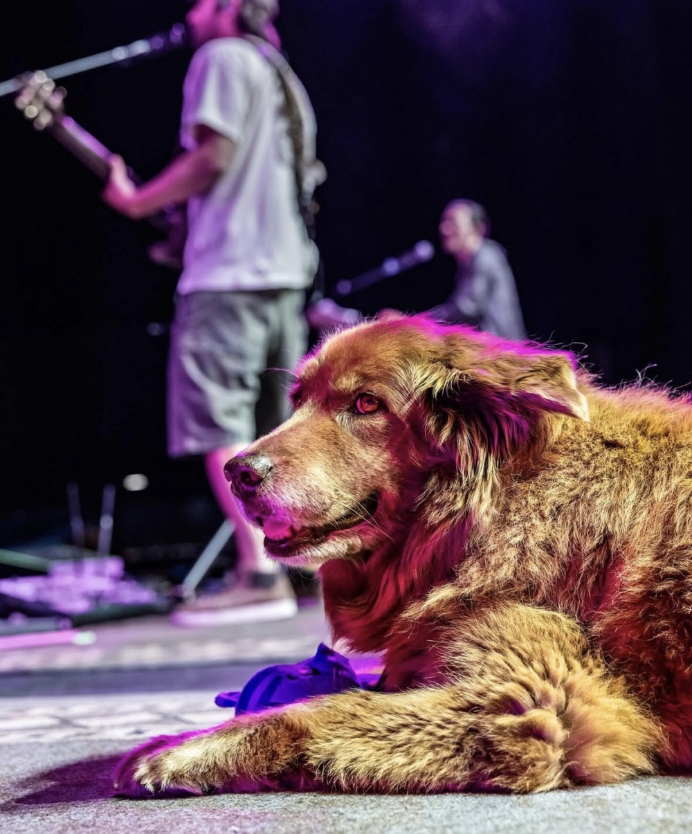 意外地讓樂團創造出與眾不同的情感記憶點。