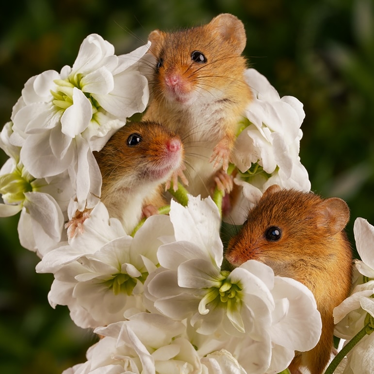 Miles Herbert並不以獵奇的方式拍攝動物，而是選擇了療癒且充滿故事性的角度。