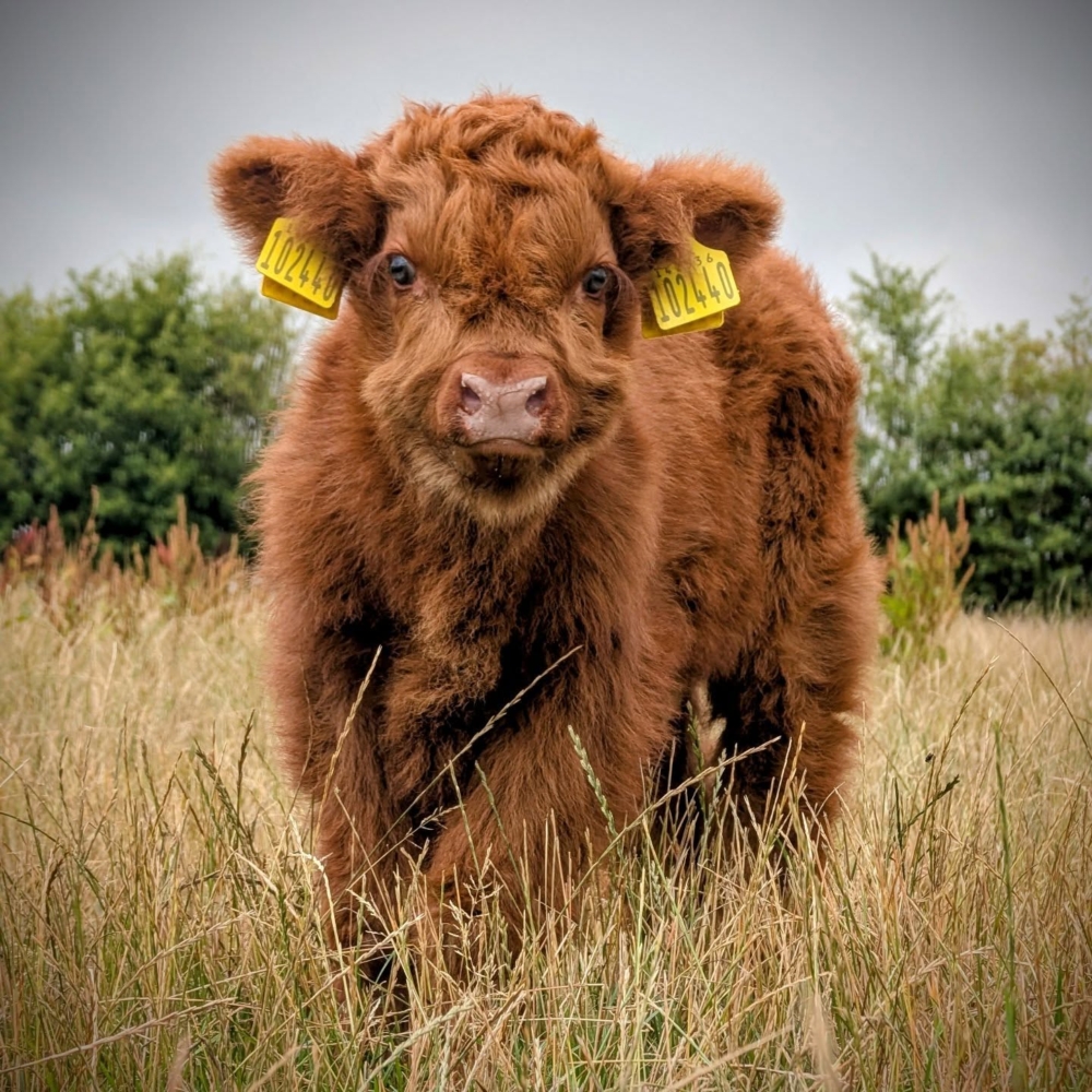 現在你可以花錢去農場，與可愛的牛牛們近距離接觸，甚至擁抱牠們