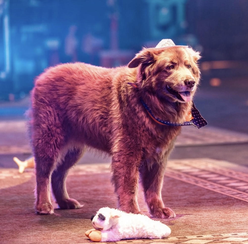 粉絲經常扔出毛絨玩具讓她收集，她也樂在其中。