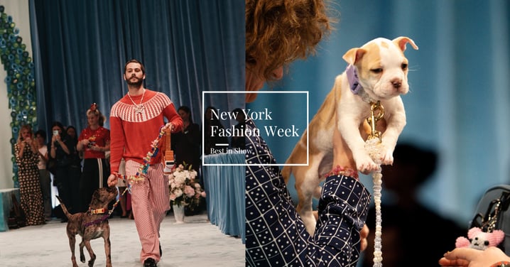 狗界Met Gala？紐約時裝周驚喜開場，設計師把伸展台交給收容犬，狗狗變最萌模特兒還當場被領養