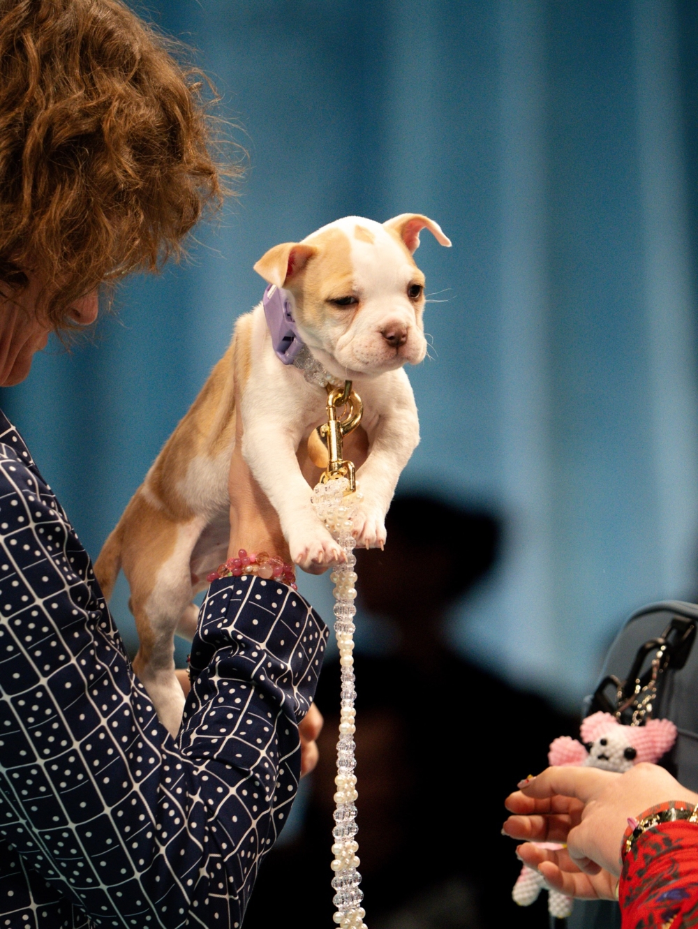 當晚拿下「最華麗風采」的鬥牛犬混種狗 Elmer當場就被領養回家