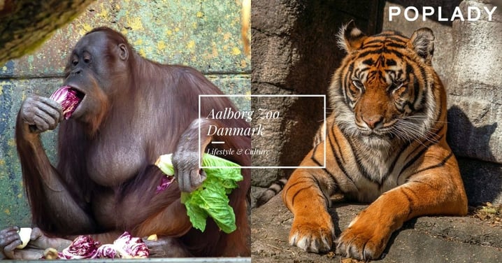 家裡的兔子、天竺鼠或小雞，可能成為獅子晚餐？丹麥動物園新政策引起道德、愛與自然的激烈討論