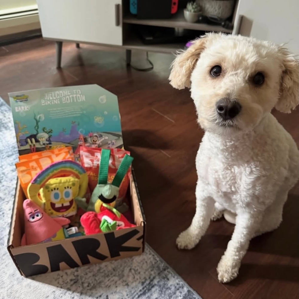 BarkBox的魔力，就在於它把「給禮物」這件事，變成了一種「每月必到的家庭儀式」