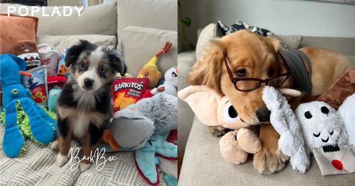 寵物界的POPMART！每個月為狗狗訂閱驚喜盲盒，BarkBox怎麼做到年營收過億美金？