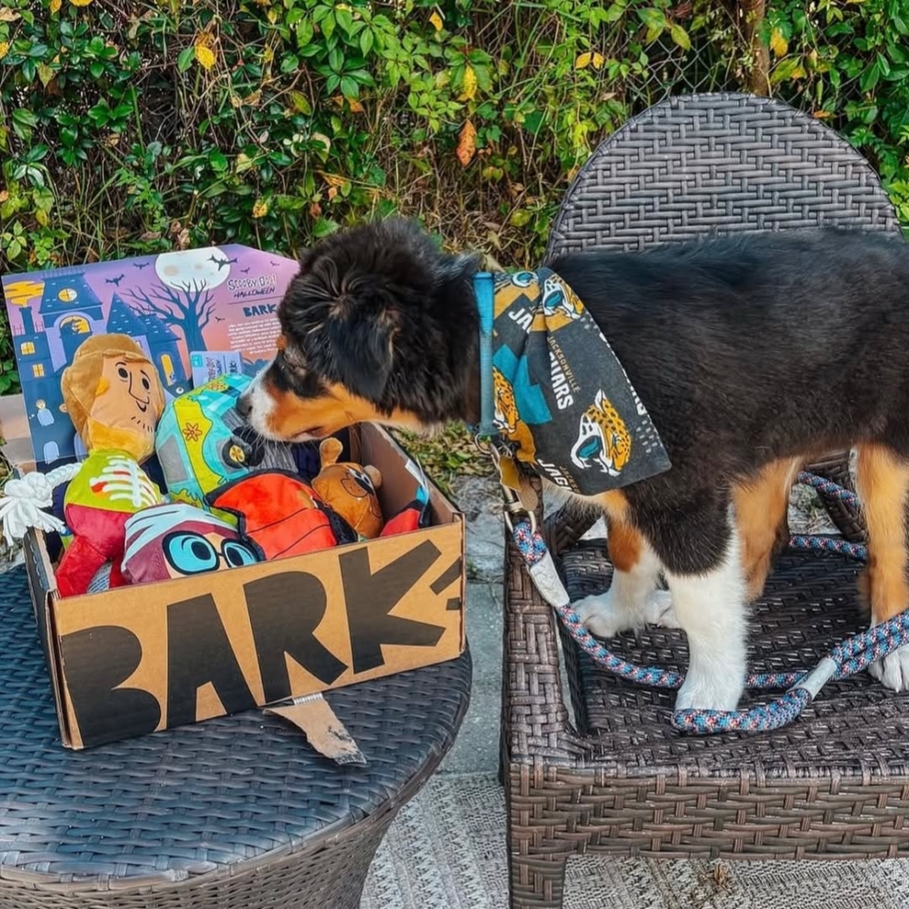 BarkBox會先問你的毛孩年齡、體型、咬玩風格、零食偏好等，讓內容更對味