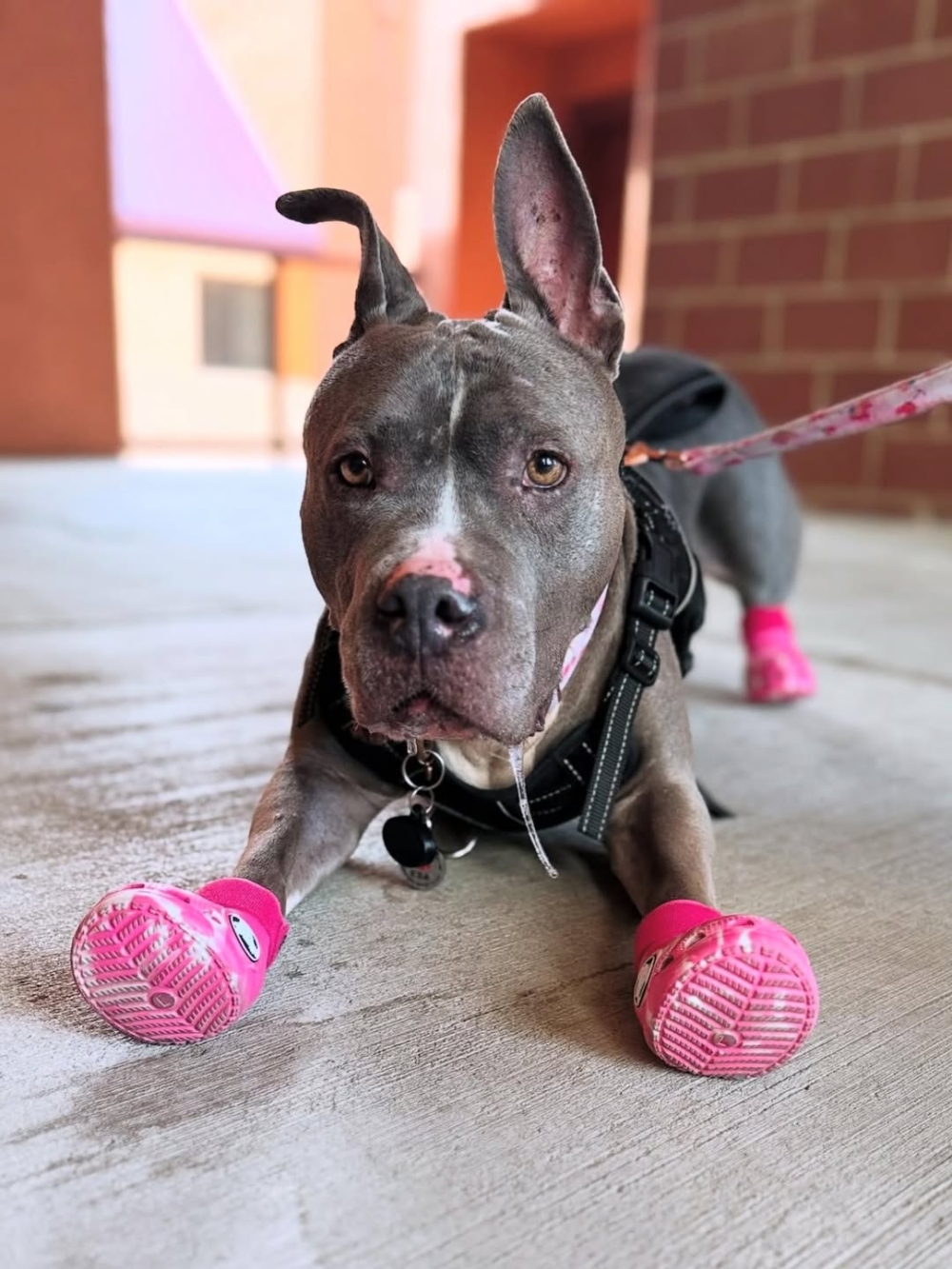 最大的難題在於如何維持「新鮮感」與「不可替代性」