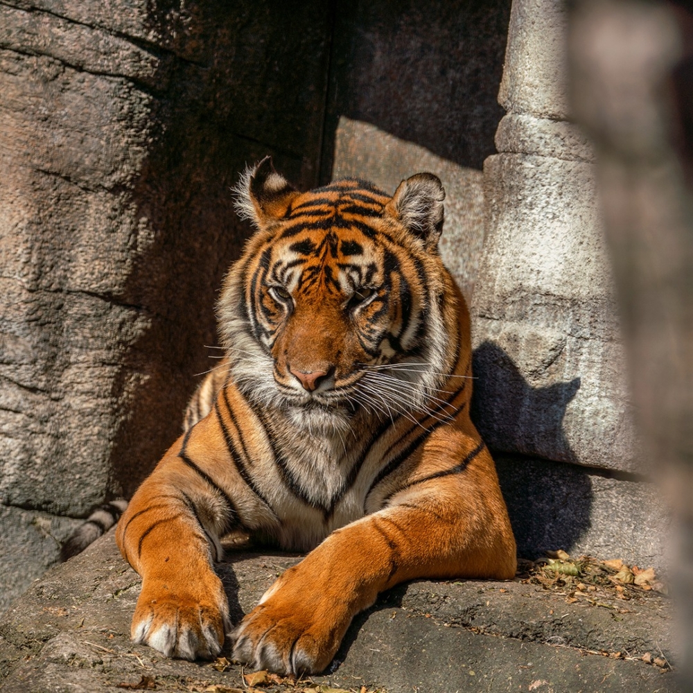 丹麥的奧胡斯動物園（Aalborg Zoo）。