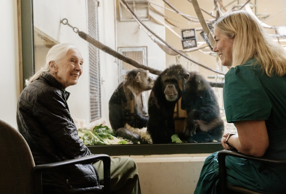 珍古德打破慣例，她為每一隻黑猩猩取了名字