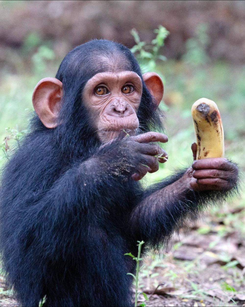 牠們也和人類一樣，擁有光明與黑暗