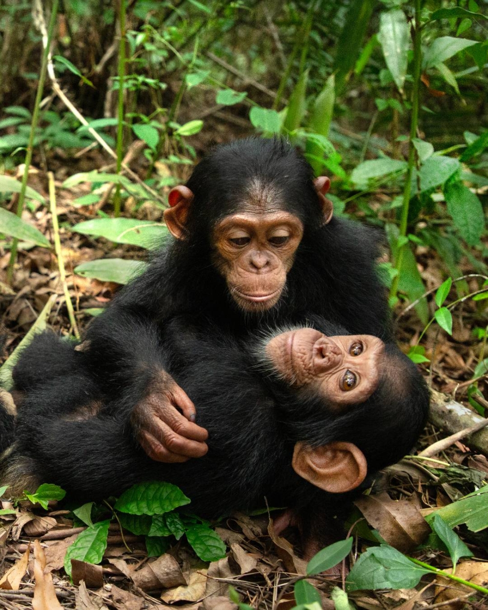 珍古德展開了對野生黑猩猩長達60餘年的研究