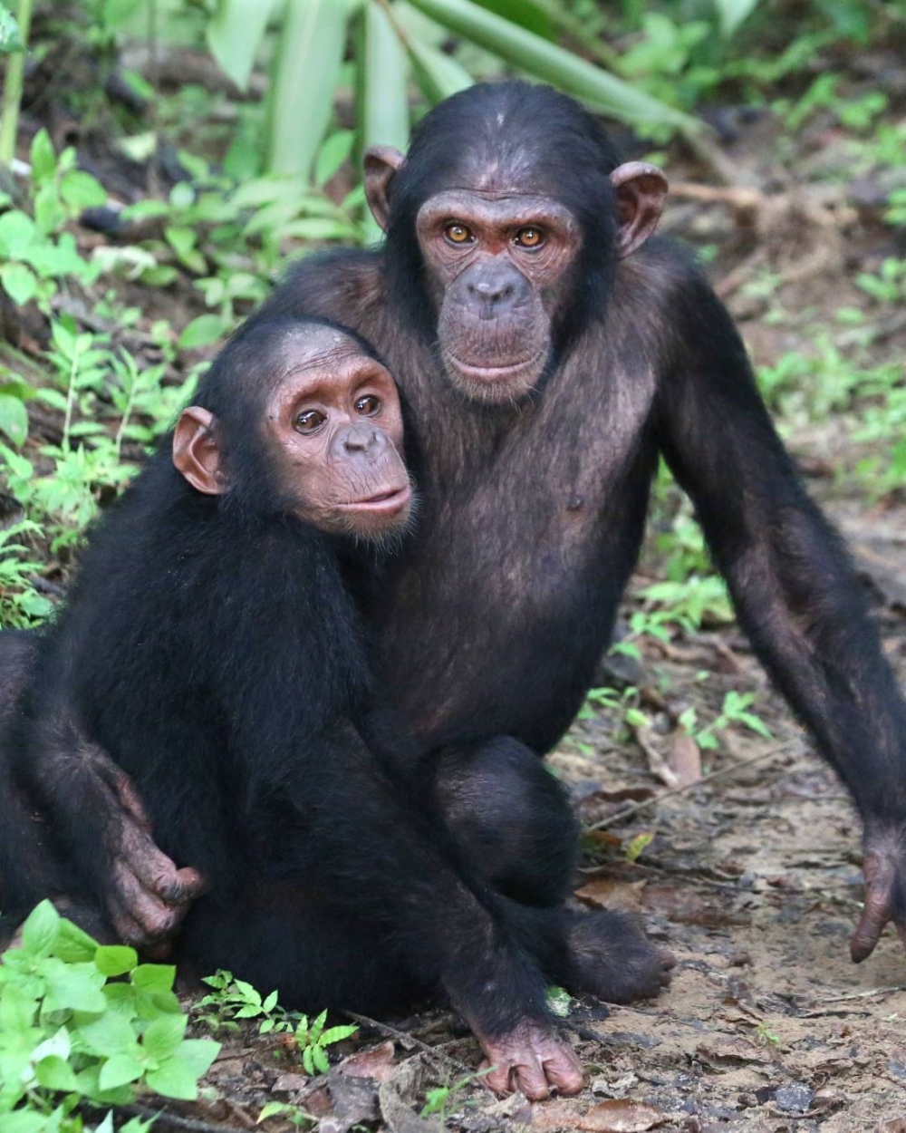 珍古德也記錄到黑猩猩會擁抱、親吻、輕拍背部等行為