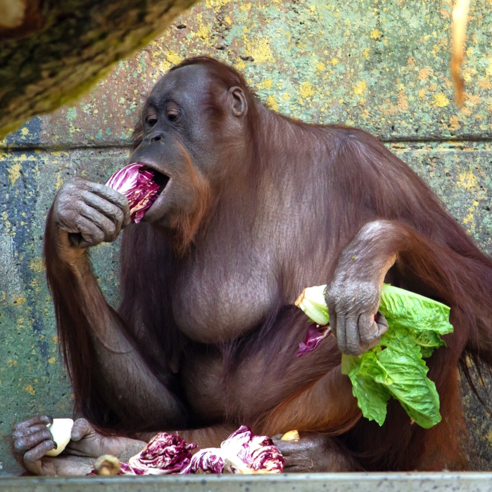 動物營養學者表示了改善掠食動物的生活品質，而不是單純想省錢，那其實是可以被理解的。