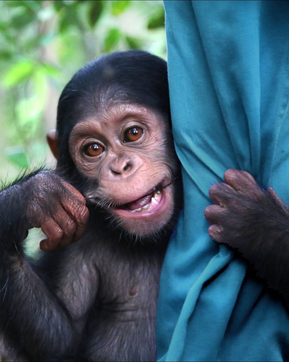 她親眼目睹黑猩猩會選取並加工樹枝，用來「釣」取蟻穴中的白蟻