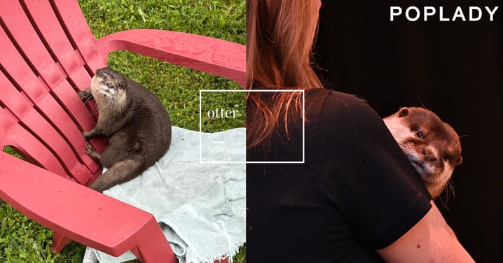 全球首隻水獺警官Splash登場！水下偵探的鼻子超能力，用「氣泡捕捉」技術破了25年懸案