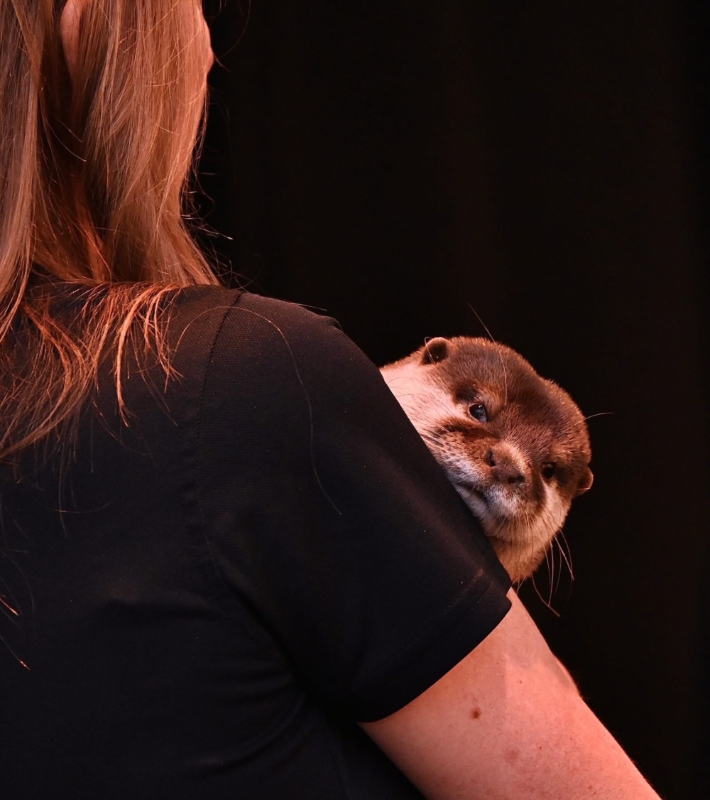 當水獺 Splash 在混濁的湖底移動時，牠會從鼻子排出微小的氣泡，這些氣泡就像一套微型空氣濾網