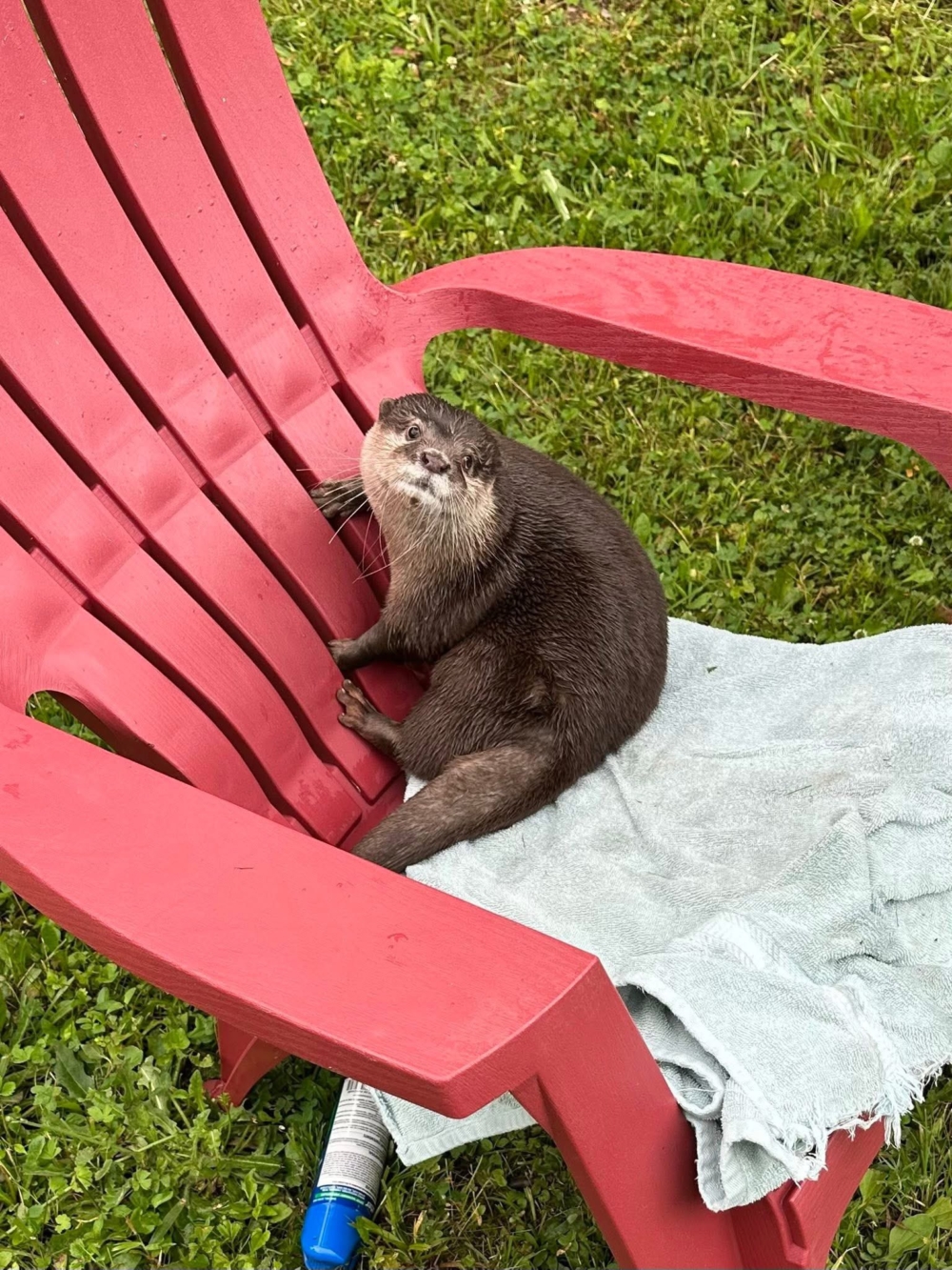 全球首隻水獺警官Splash登場！水下偵探的鼻子超能力，用「氣泡捕捉」技術破了25年懸案