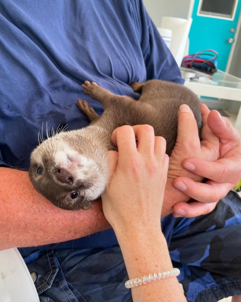 由於犬隻也有局限性，尤其是在水上調查方面，例如船隻事故。 狗狗追蹤氣味的能力止於水邊，這給執法部門造成了很大的障礙，於是Mike Hadsell 萌生了訓練水獺進行搜救工作的想法。