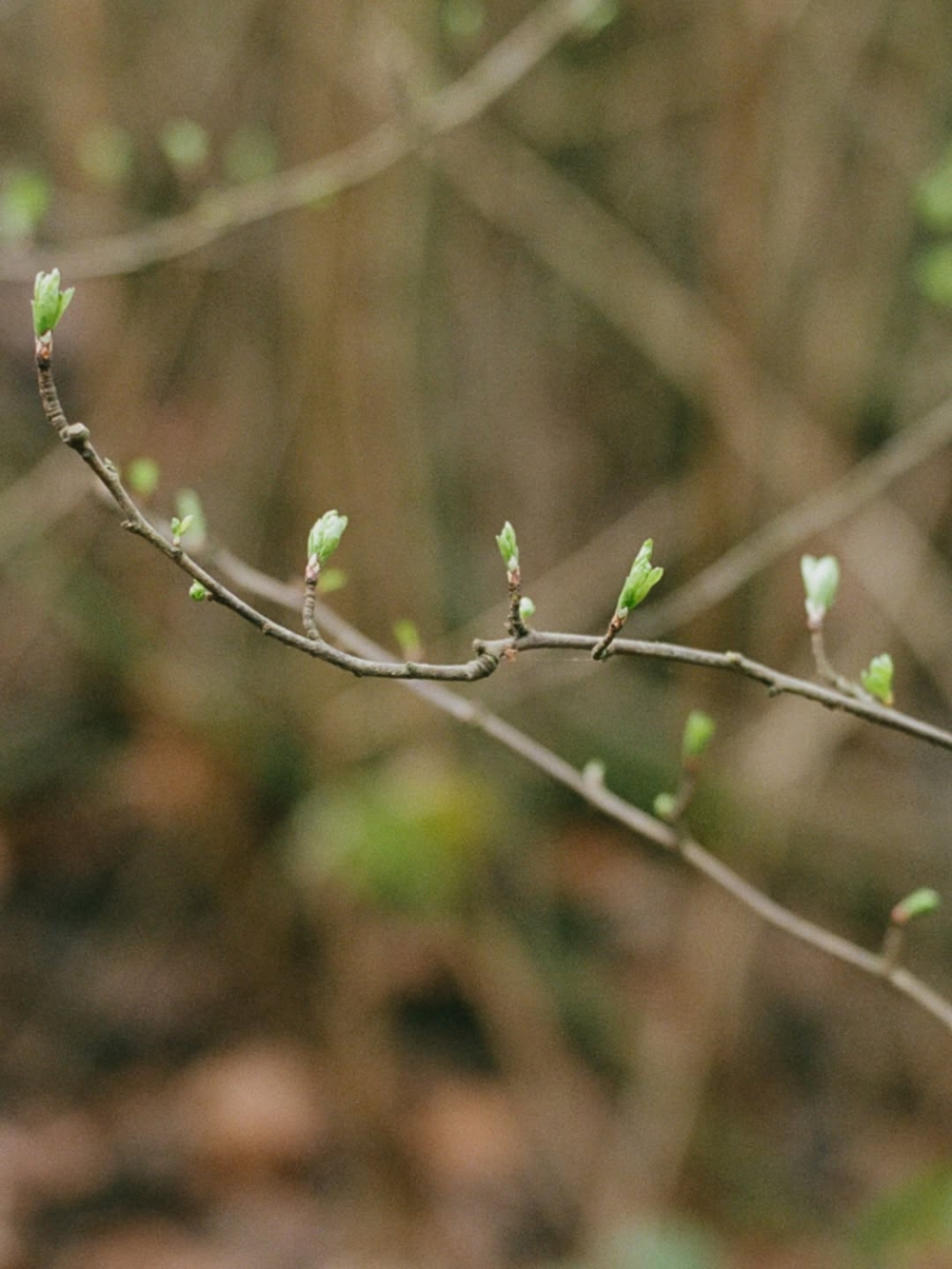 對他們來說，香氣不該是實驗室裡精確卻冰冷的化學分子，應該是春分時節濕潤的泥土或冬至午後的一抹暖陽